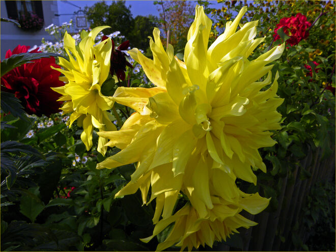 Dahlien...