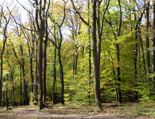 Herbstlicher Wienerwald