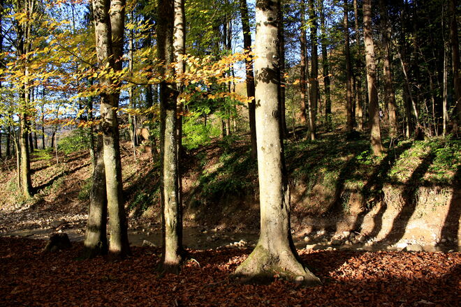 Herbstschatten