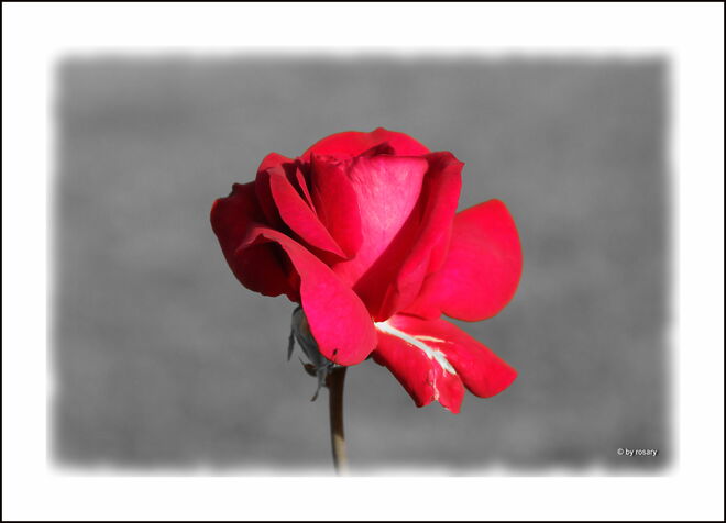 Eine Rose des Trostes all jenen, die um liebe Menschen trauern