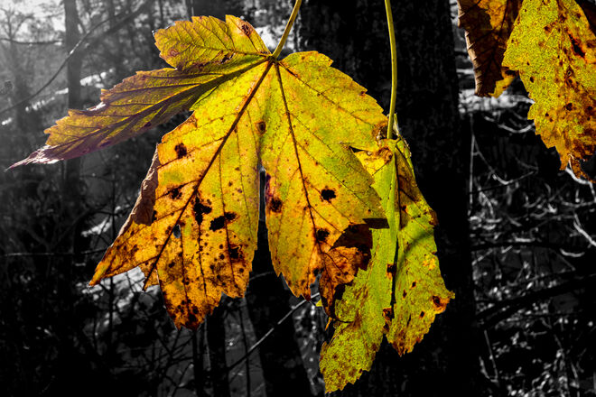 Herbstlaub