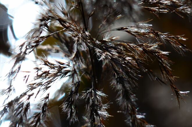 Schilf im Wind