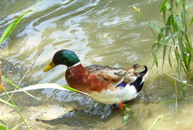 die Wildente