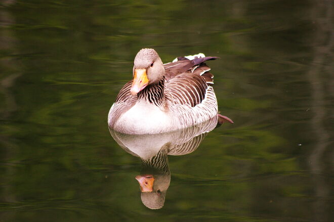 Stimmungsbild mit Ente