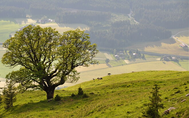 Auf der Alm