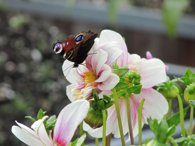 In Oma´s Garten