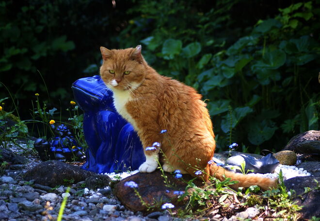 Unsere Besuchskatze "Garfield" posiert im Garten