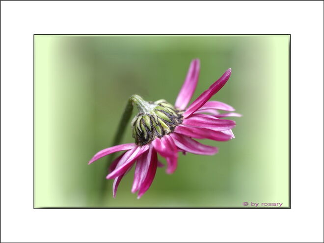 Ein kleines Blumen"bild"