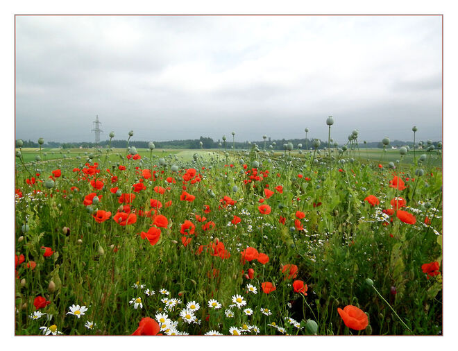 Mohn
