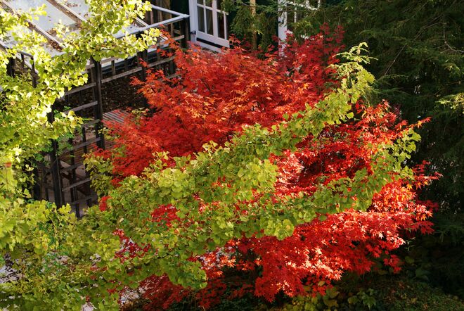 EIN BLICK IN NACHBARS GARTEN.