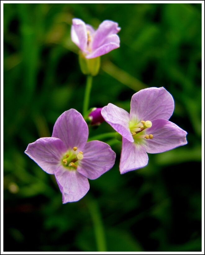 Wiesenschaumkraut