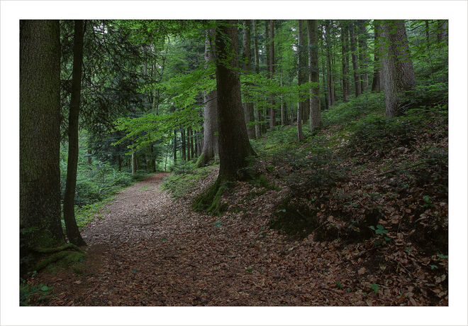 Durch den Wald ...