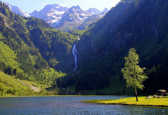 Die Birke vom Bodensee