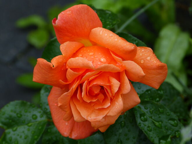 Regentropfen auf Rose