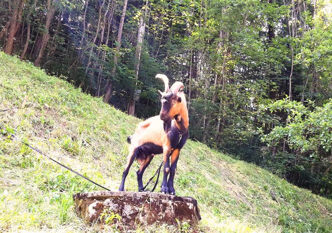 Ziegenbock am Wegesrand
