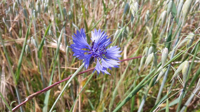 Kornblume im Hafer