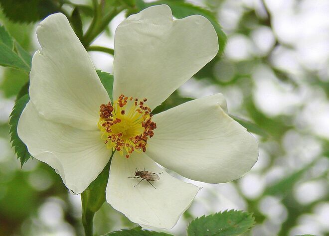 Wildrose mit Fliege