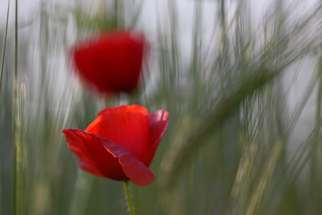 Mohn-Poesie