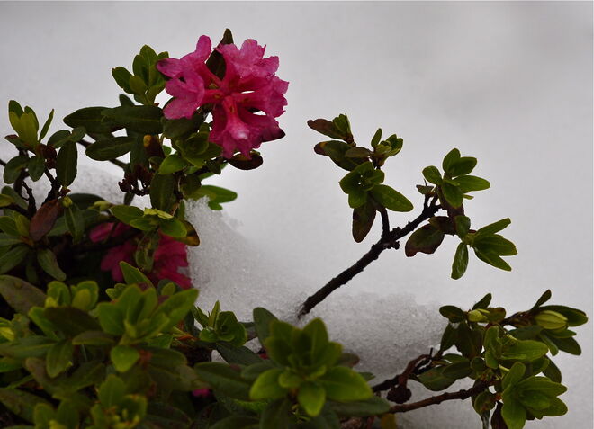 Almrausch im Sommerschnee