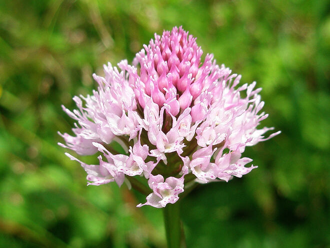Kugelorchis (Kugel-Knabenkraut)