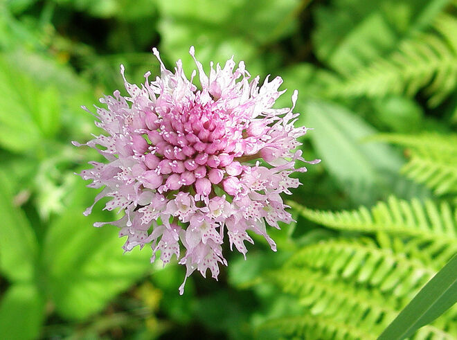 Kugelorchis...
