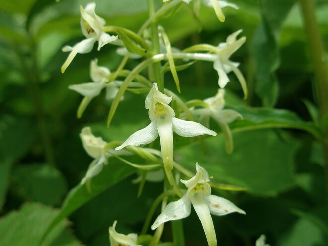 Weiße-Waldhyazinthe