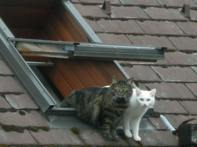 Ausblick vom Dachfenster
