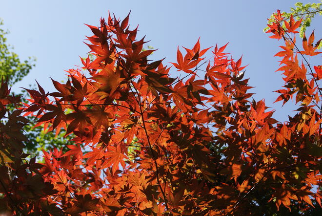 Rote Ahornblätter