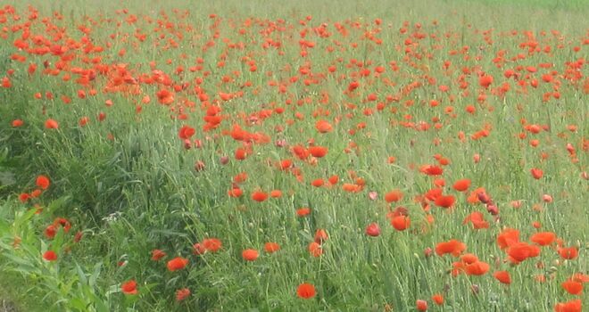 Das Mohnfeld.....