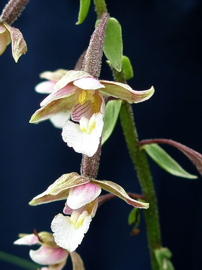 Epipactis palustris