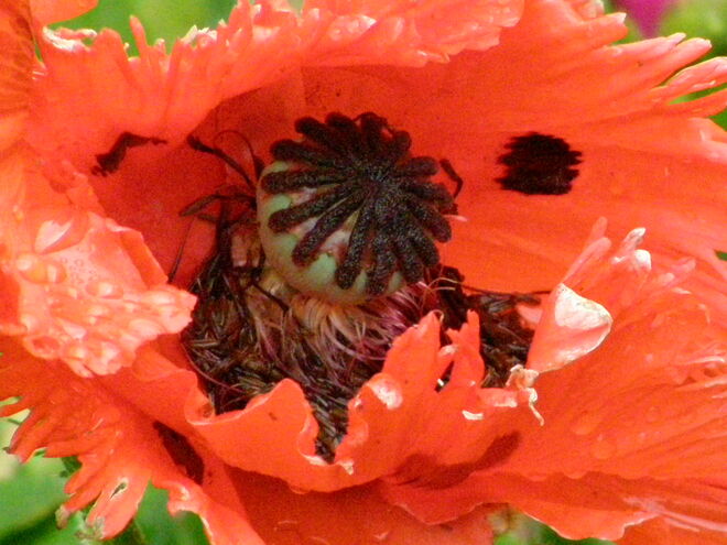 Gartenmohn
