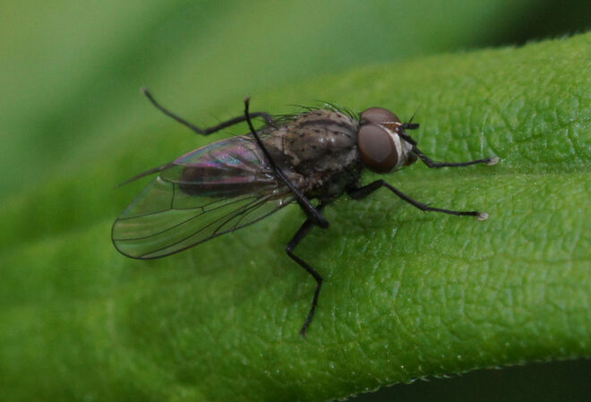 Fliege bei der akrob. Flügelpflege