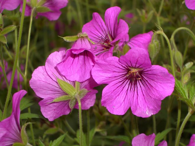 Ackerglockenblume