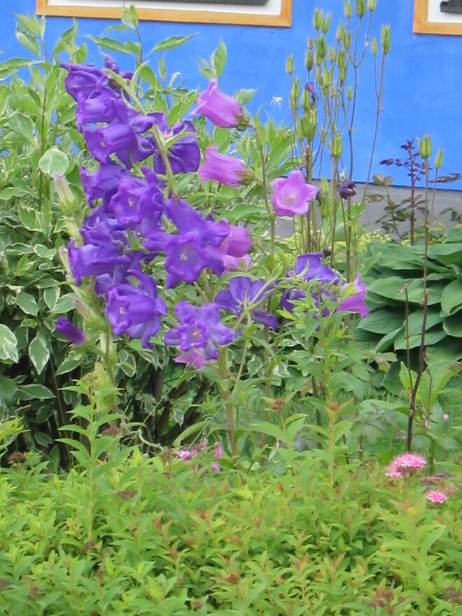 Mein schönstes Gartenfoto