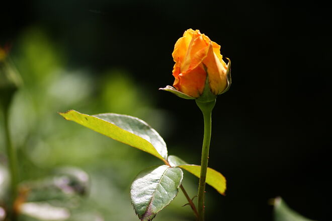 Rosenknopse -. Rose "Candlelight"