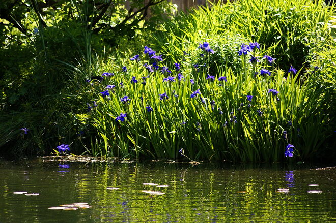 Am Teich