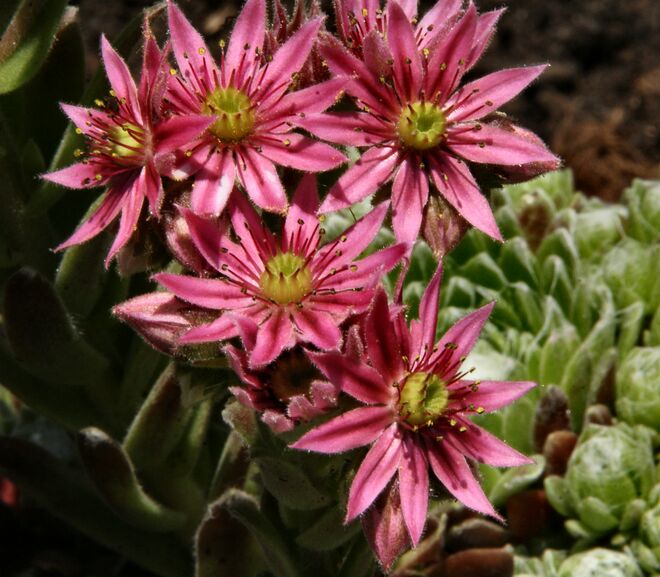 Blüten aus meinem Garten
