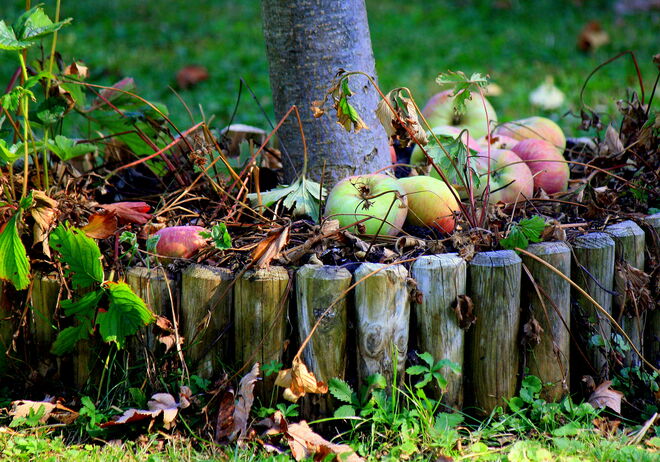 der Herbst ist nicht mehr weit ...