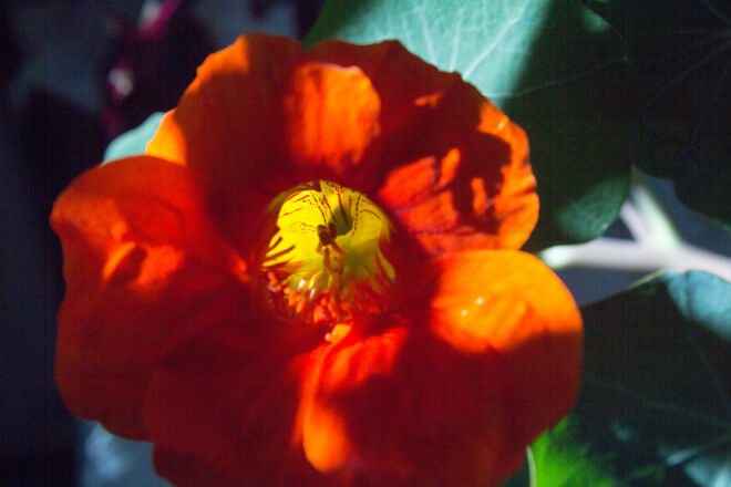 Kapuzienerblüte am Balkon