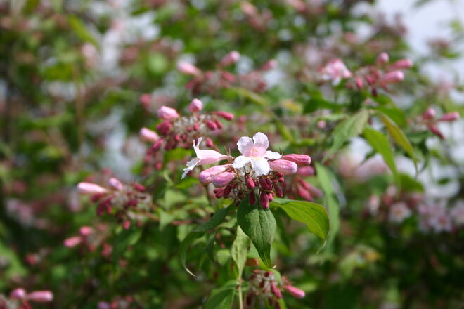 Farbenpracht im Garten