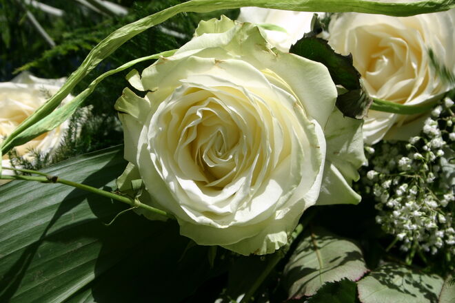 Blumen für jeden Anlass