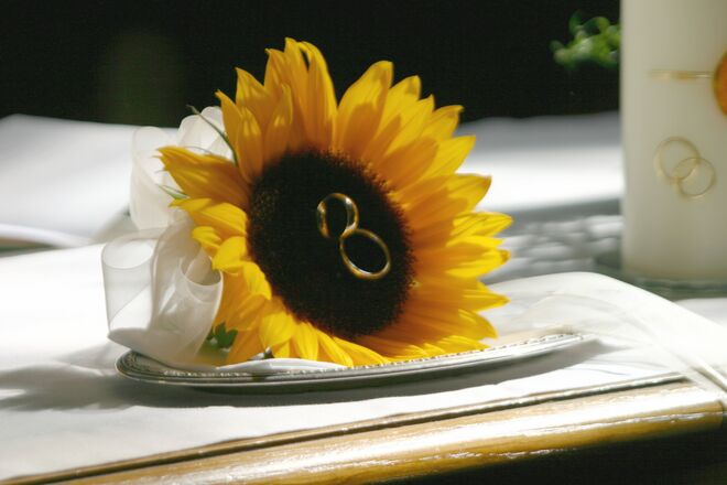 Sonnen-Ring-Blume