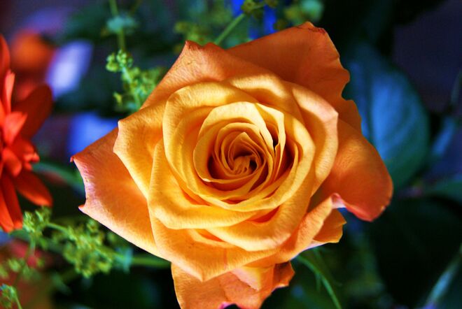 Prachtvolle Rose