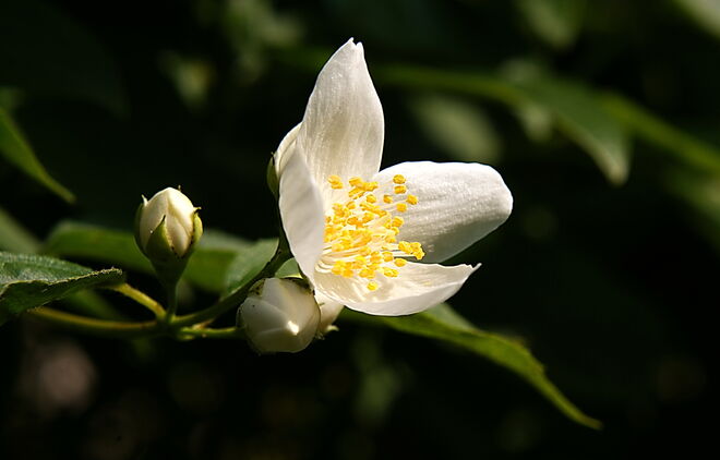 Jasminblüte