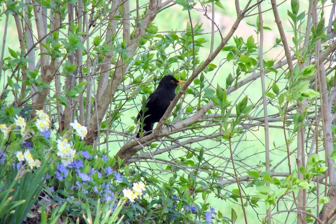Amsel Besuch