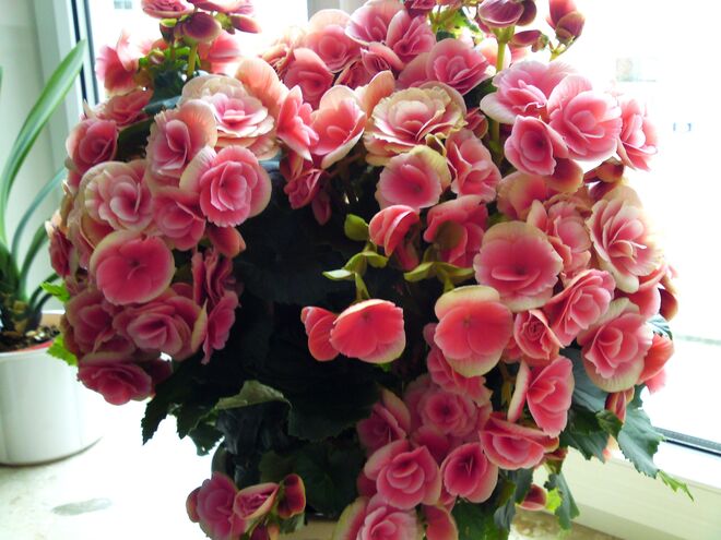 Herrlich blühender Blumenstock