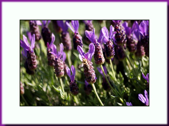 Lavendel