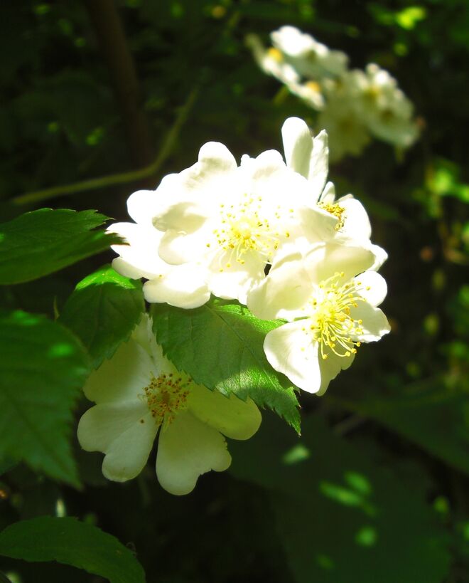 summer beauty