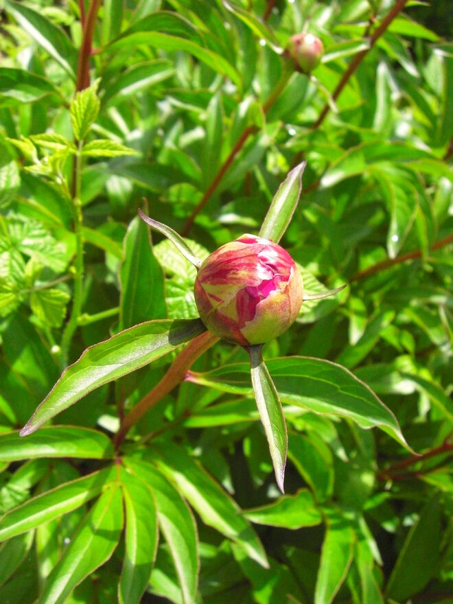 Alle Knospen springen auf