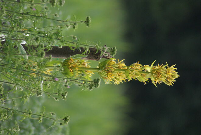 im Kräutergarten